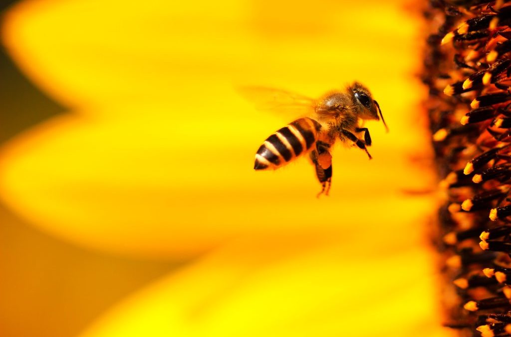 Stärk och föryngra dig med honung – men se upp för fusket